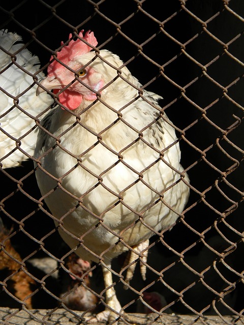 胜利已经成 胜利已经成